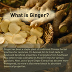 Ginger Root Capsules - Ginger Root Extract – Digestive & Inflammatory Support - Non-GMO - Natural Herbal Supplement used for over 2,500 years in Chinese and Indian medicine for digestion, circulation, and vitality.