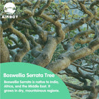 Boswellia Serrata Extract - supports joint comfort and mobility, helping maintain an active lifestyle.